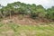 Coastal erosion along the coast for some trees along the hills in the English countryside.