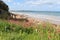 Coastal flora on the foreshore of an Australian beach