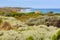 Coastal flora - Port Campbell