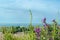 Coastal Flora - Southern England