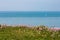 Coastal Flowers and Landscape