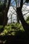 Coastal forest footpath stairs with trees