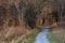 Coastal forest with grass in Graal Mueritz, Germany