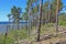 Coastal Forest, Saaremaa, Estonia