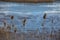 Coastal grass on the background of the lake.