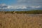 Coastal grass on a forest lake.