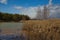 Coastal grass on a forest lake.