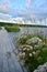 Coastal grass near wooden bridges