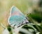 Coastal Green Hairstreak Butterfly