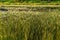 Coastal green sedge as background