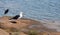 Coastal Gull and Heron