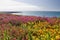 Coastal heathland in summer