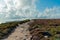 Coastal hiking trail through lilac and purple heath meadows