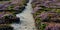Coastal hiking trail through lilac and purple heath meadows