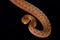 Coastal House Snake Thamnodynastes strigatus