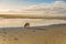 Coastal landscape at low tide and sunrise with dog