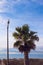 Coastal landscape with palm tree and seagull on street lamp