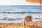 Coastal landscape - straw hat and bag on a deck chair on the background of the sea