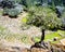 Coastal live oak Quercus agrifolia growing on a rock in the middle of an outdoor theater, Marin county, north San Francisco bay