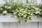 Coastal Maine cottage flowerbox