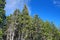 Coastal Maine Pine trees growing in a seaside grove