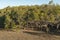 Coastal mangrove forest with exposed roots on low tide