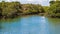 Coastal Mangrove Habitat On The River Bank