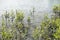 Coastal mangroves in river estuary.