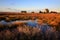 Coastal Marsh