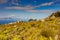 Coastal mountain landscape with fynbos flora in Cape Town