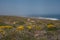 Coastal Namaqualand Spring Flowers 12298