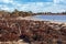 Coastal native Australian bush on the shores of pink salt Lake K