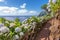 Coastal path with hydrangea in Sao Miguel