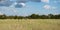 Coastal Plain pasture web banner