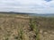 Coastal plain Southern California with wildflowers and ocean views