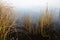 Coastal plants in late autumn