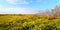 Coastal Prairie Landscape Everglades