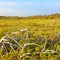 Coastal Prairie Landscape Everglades