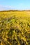 Coastal Prairie Landscape Everglades