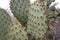 Coastal Prickly Pear (Opuntia littoralis) Cactus