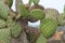 Coastal Prickly Pear (Opuntia littoralis) Cactus