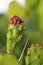 Coastal pricklypear bud, Opuntia littoralis, Rio