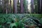 Coastal Redwood forest with lush ferns