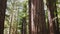 Coastal redwood trees at muir woods
