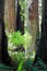 Coastal Redwoods, Sequoia sempervirens, in Del Norte State Park, UNESCO World Heritage Site, Northern California