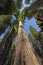 Coastal Redwoods Soaring into the Sky