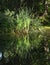 Coastal reeds and its reflection