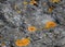 Coastal rock with orange lichen spots background