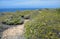 Coastal Sage Community in the Dana Point Headlands Conservation area..