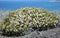 Coastal Sage Community in the Dana Point Headlands Conservation area..